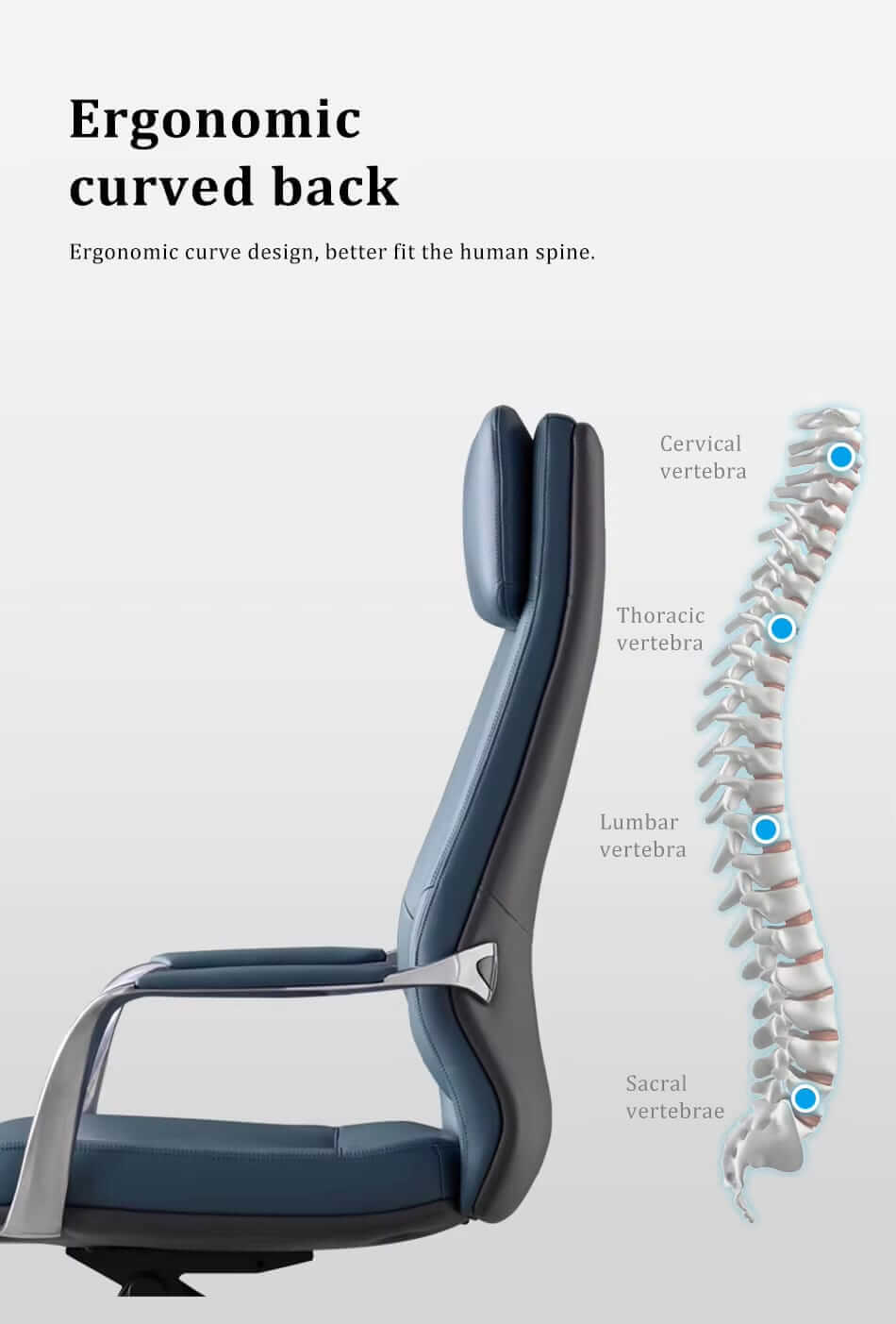 ergonomic curved back of Crown HB chair